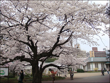 Cherry Blossoms