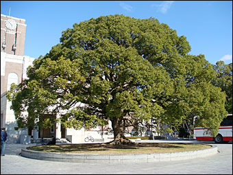 Camphor Tree