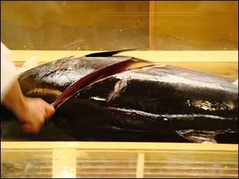 Tuna Cooking Show