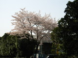 近所の桜