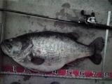 735bass