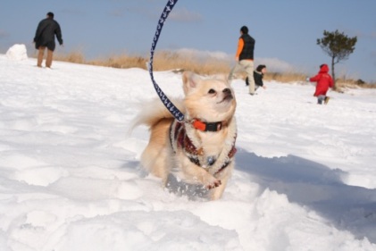 雪遊び