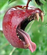 Appple