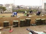 一族全員体制での芝張り