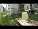 レトロの水遣り
