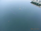����Ϥޤ��η��郎��餷�Ƥ���