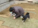 愛犬の田中孝子(黒柴)も手伝うというか邪魔をする
