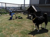 黒柴の貴子はライバル心を燃やしているのか
