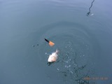�Ȥ��ޤ�뤯�餤�ΰ�����