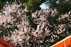 梅3