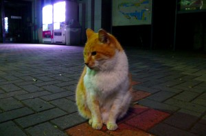 cat1