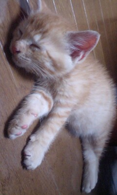 Kittens