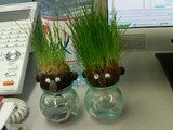 植木ボーボー