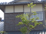 041500ce.JPG