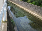 鯉３