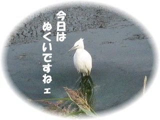 sagi