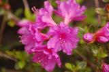 garden060326-4