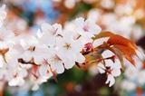 桜-0