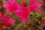 garden060326-0