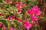 garden060326-1