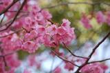 桃の花-0