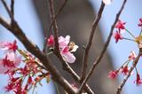 桃の花-2