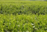 新茶畑-2