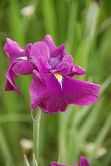 hanasyobu-1