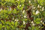 garden060326-2