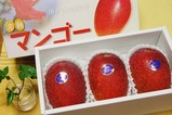 mango-3