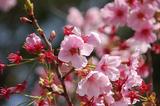 桃の花-3