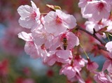 桃の花-1