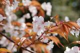 桜-1