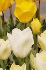 �t�����[�t�F�X�^06-1-1