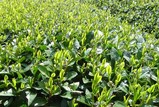 新茶畑-1