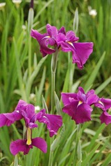 hanasyobu-5