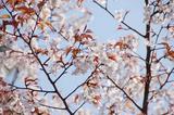 桜-2