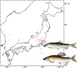 淡水魚 静岡