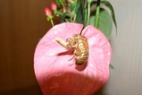 s-IMG_3534