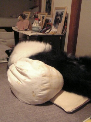 めるもひるね