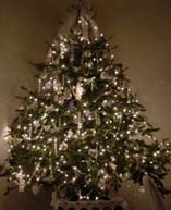 tree2006