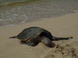 Sea Turtle