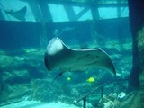 ray