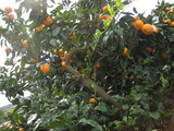 IMG_0326