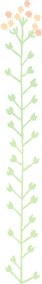 illust-flower5