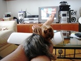 Chocorat on my legs