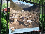 Alaskan Huskey