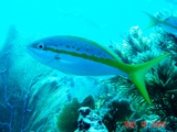 fish 1