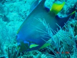 fish 2