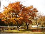 leaf peeping